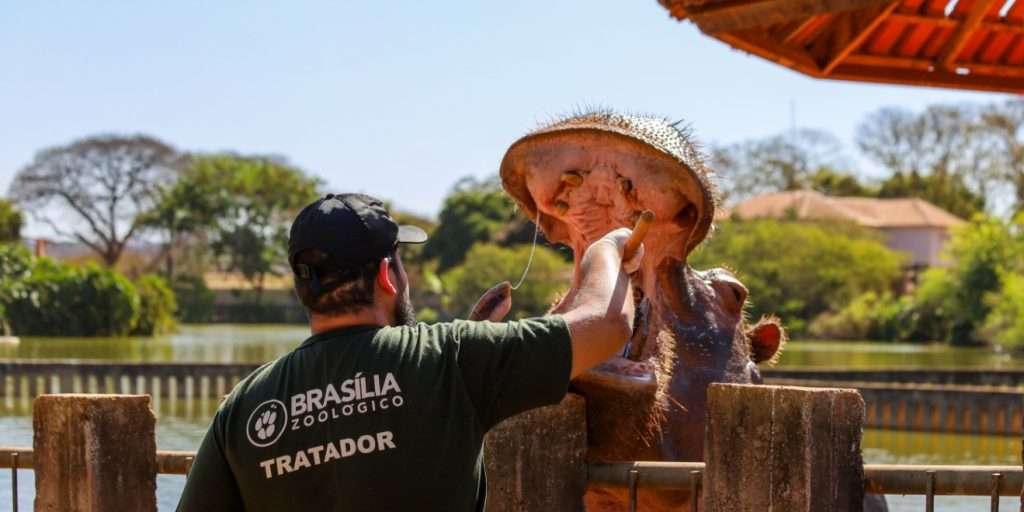 Zoológico de Brasília divulga resultado da primeira fase de seleção ...